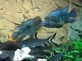 Fisch und Reptil 2007 in Sindelfingen