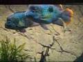 Watch 'Fisch und Reptil 2007 in Sindelfingen'