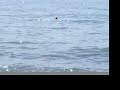 Midday waves of Budleigh