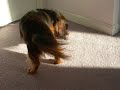KC the weiner dog plays with squeeky toy KC the weiner dog plays with squeeky toy