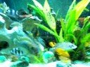 Tanganyikan Tank Tanganyikan Tank