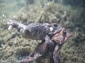 mating frogs mating frogs