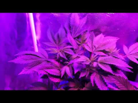 how to use sensi grow a and b in soil