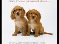 My Favourate Puppies My Favourate Puppies