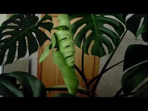 how to plant monstera deliciosa