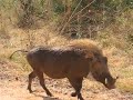 lion-encounter-at-kruger.html