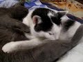 Lesbocats