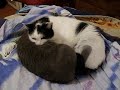 Lesbocats