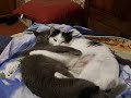 Lesbocats