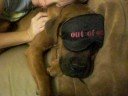 Boxer Bleu is \"Out Of Order\"