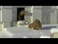 雪で遊ぶホッキョクグマ