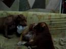 Samantha e Sadat no sof�