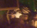 python mange la souris