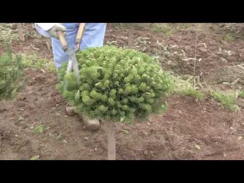 how to transplant mugo pine