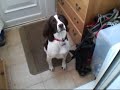 Running with Rosie.wmv