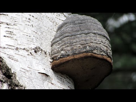 how to kill dry rot fungus