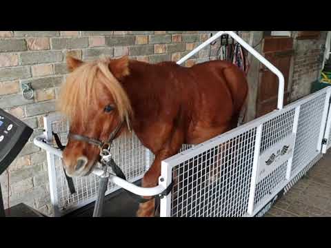 Dog Runner Hundelaufband XL Pro