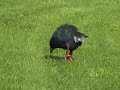 Takahe Takahe