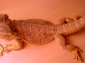 DAS HIER IST EIN 5JAHRE ALTES BARTAGAME MANCHEN