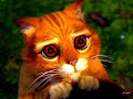 mangekyu sharingan cat version
