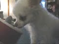 Tabby vs. a Pint of Cold Stone Creamery Long Hair Chihuahua