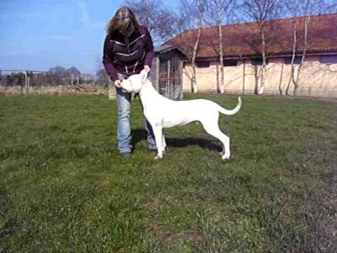 perro de pelea cordobes