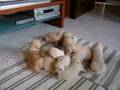 Golden Retriever video
