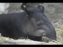 Tapir