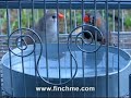 Zebra Finch Pair Taking a Bath (You gotta see this!)