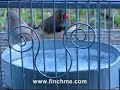 Zebra Finch Pair Taking a Bath (You gotta see this!) Zebra Finch Pair Taking a Bath (You gotta see this!)