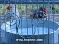Zebra Finch Pair Taking a Bath (You gotta see this!)