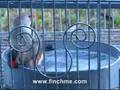 Zebra Finch Pair Taking a Bath (You gotta see this!)
