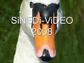 eine bildmeditation: 
schwan-fotos zum schubert-lied...
irmgard seefried, sopran - 
gerald moore, klavier -