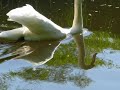 eine bildmeditation: 
schwan-fotos zum schubert-lied...
irmgard seefried, sopran - 
gerald moore, klavier -
