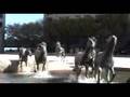 Mustangs of Las Colinas