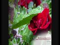malayalam-christain-song-zion-yathrayathil.html