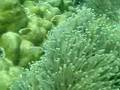 Skunk Anemonefish スカンクアネモネフッシュ