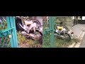 VQ1005 vs Canon XV1 comparison
