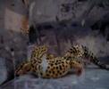 Leopard Gecko (Eublepharis macularius)