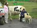 You're a Wonderful Cow, My Best Friend Black Spot!  Pneumonia Lungs and Breathing