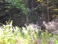 Hill Meadow scan