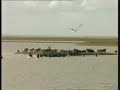 paart geret in marrum paart geret in marrum