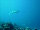 Reef Sharks At Anga Faru