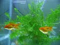 desove-de-carassius.html