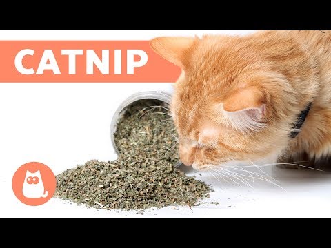 What is CATNIP and How Does it Work? - Effects and Benefits