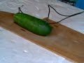 O pepino El�trico