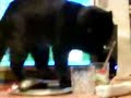 meine-katze-beim-milch-trinken.html