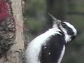 The Woodpecker