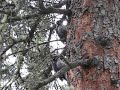 Alaska Woodpeckers