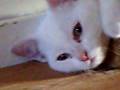 videos de lovely kitten Cleo again